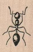 Ant Top View 1 x 1 1/4-0