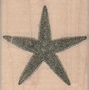 Starfish Spiny 2 x 2-0