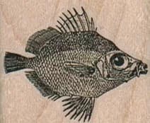 Big-Eyed Fish 1 1/2 x 1 1/4-0