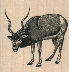 Addax 2 x 2-0