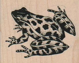 Leopard Frog 2 3/4 x 1 3/4-0