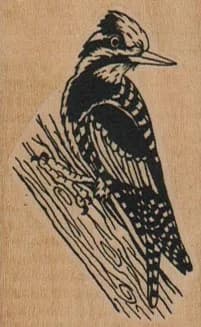 Yellow-Bellied Sapsucker 1 1/2 x 2 1/4-0