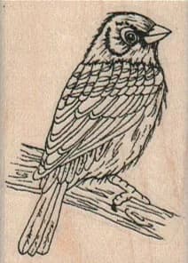 Lazuli-Bunting On Branch 1 1/2 x 2-0