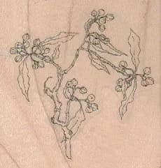 Mock Orange Branches 2 1/2 x 2 1/2-0