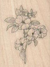 Flowering Quince 1 3/4 x 2 1/4-0