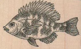 Blue Gill Fish With Closed Mouth 3 x 1 3/4-0