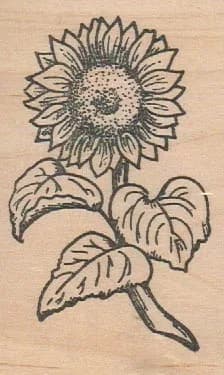 SunFlower 4 x 2 1/2-0