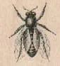 Small Bee 1 x 1-0