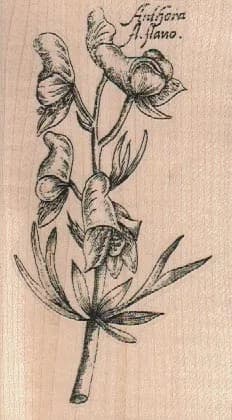 Anthora A. Flano 2 1/2 x 4 1/4-0