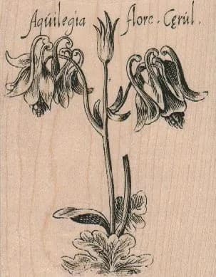 Aquilegia Flore Cerul 3 1/4 x 4-0