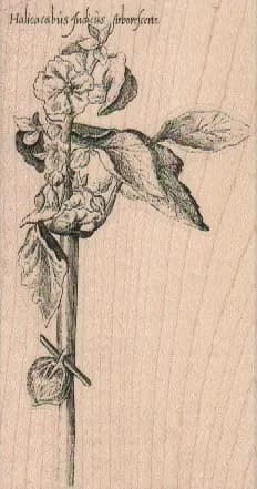 Halicabus Judicus Arborescens 2 1/2 x 4 1/4-0