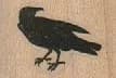 Raven 1 1/4 x 3/4-0