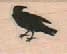Small Raven Left 3/4 x 3/4-0