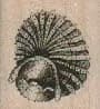 Mollusk Shell 1 x 1-0