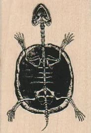 Skeleton Turtle 2 x 2 3/4-0