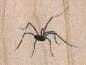 Spider 1 x 3/4-0