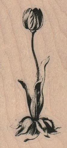 Tulip 1 1/4 x 2 1/2-0