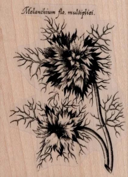 Melanthium Flo, Multipliei 2 1/4 x 3-0