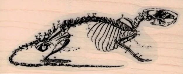 Rat Skeleton 1 1/2 x 3 1/4-0
