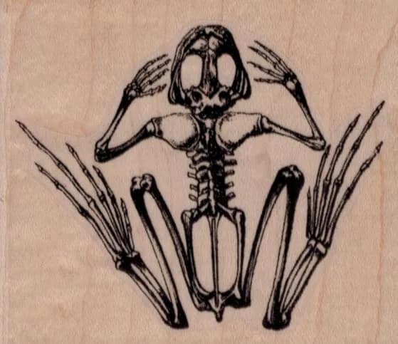 Frog Skeleton 3 x 2 1/2-0