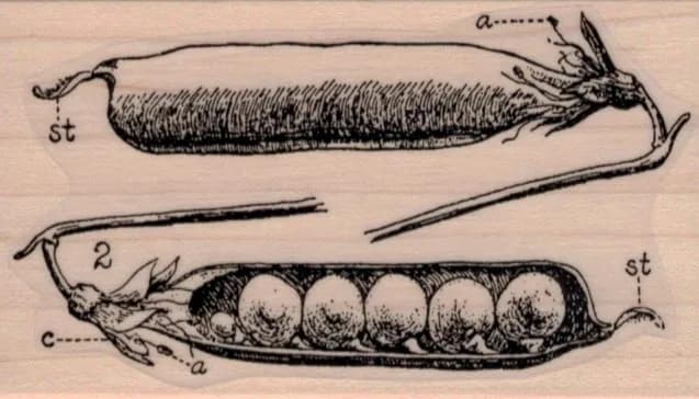Peas In A Pod Diagram 2 x 3 1/4-0
