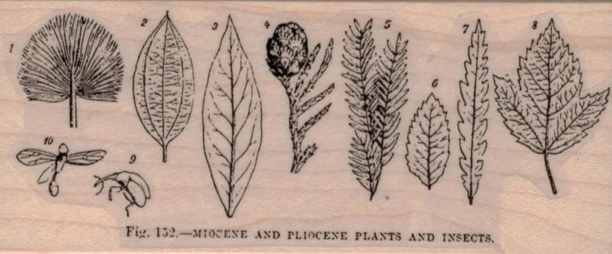 Miocene, Pliocene Plants/Insects 2 x 4 1/2-0