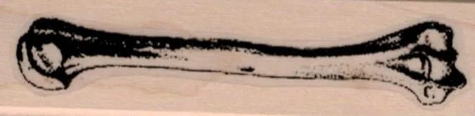 Humerus Bone 1 x 3 1/2-0
