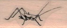 Lucky Cricket 3/4 x 1 1/2-0