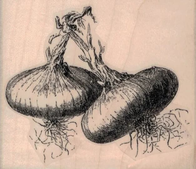 Onions 3 1/4 x 2 3/4-0