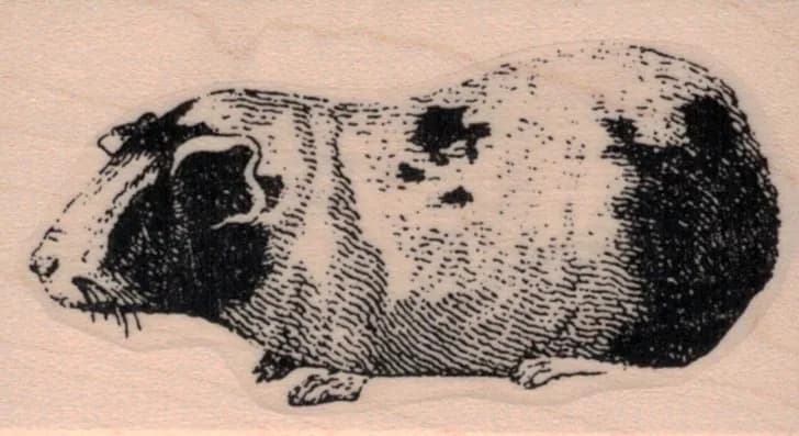 Guinea Pig 1 1/2 x 2 1/2-0