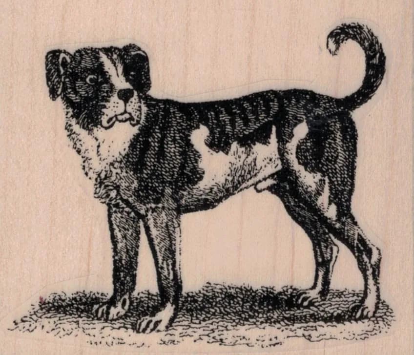 Dog Looking 3 x 2 1/2-0