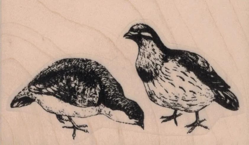 Two Pigeons 3 x 1 3/4-0