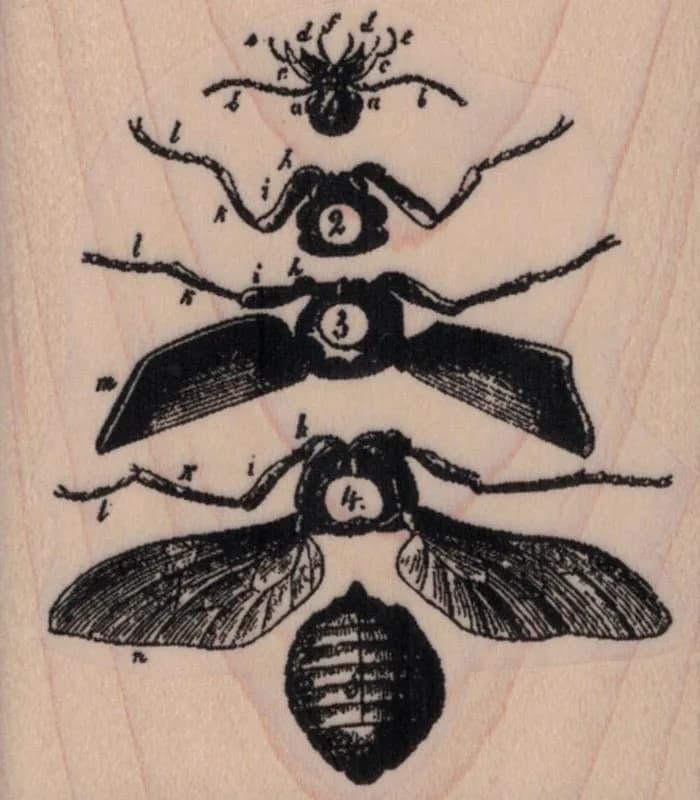Flying Insect Specimen 2 1/2 x 2 3/4-0
