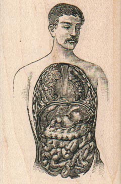 Man With Organs Exposed 1 3/4 x 2 1/2-0