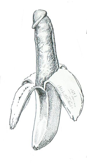 Banana Peeling/Large 2 3/4 x 5-0