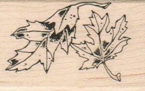 Three Maple Leaves 1 1/2 x 2 1/4-0