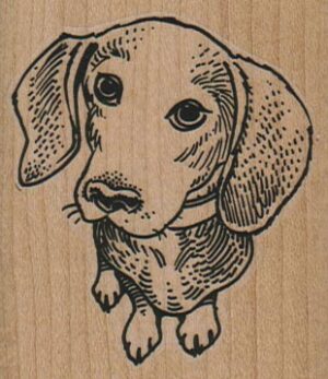 Dachshund Looking Up 2 1/4 x 2 1/2-0