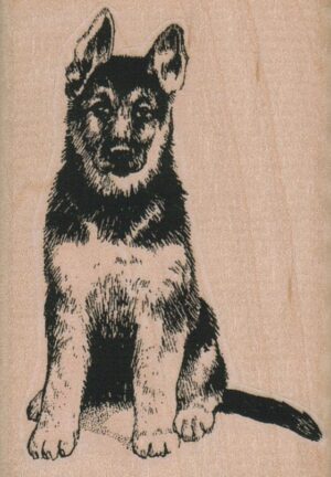 German Shepherd 2 x 2 3/4-0