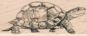 Turtle Taking A Stroll 1 1/2 x 3 1/4-0