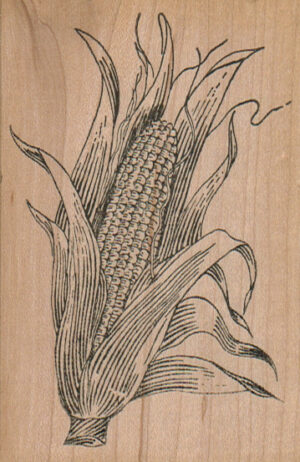 Ear of Corn 3 x 3 3/4-0