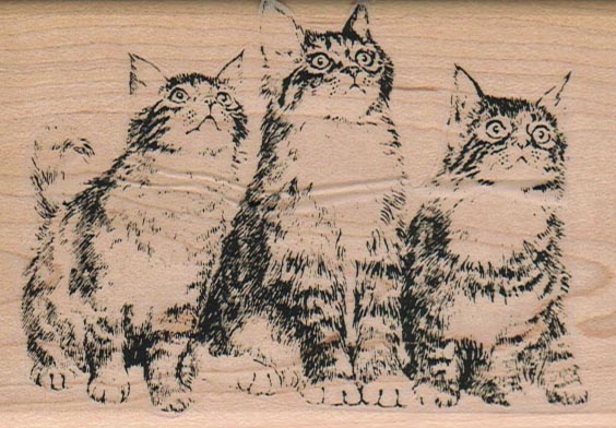 Kitty Trio Looking Up 2 3/4 x 4-0
