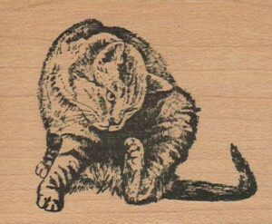 Kitty Scratching 2 1/2 x 3-0