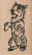 Begging Cairn Terrier 1 1/4 x 2-0