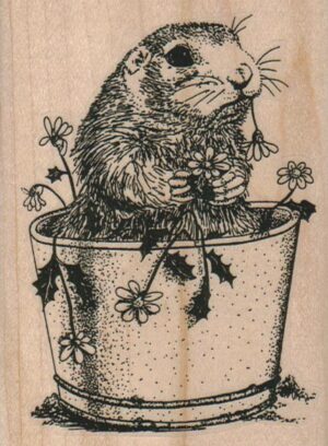 Groundhog Eating Daisies 3 x 4-0