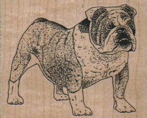 English Bulldog Standing 2 1/2 x 2-0