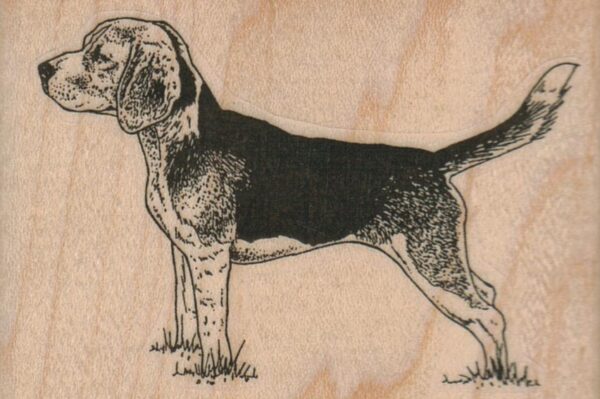 Beagle Dog 3 x 2-0
