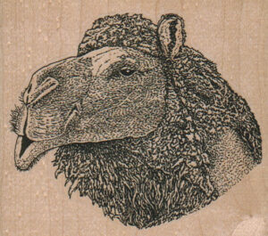 Camel Head 3 3/4 x 3 1/4-0