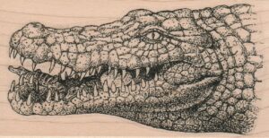 Alligator Head 2 1/2 x 4 1/2-0