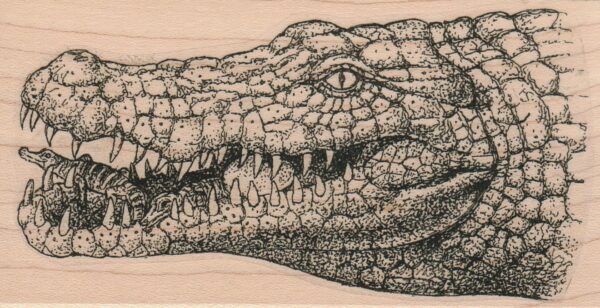 Alligator Head 2 1/2 x 4 1/2-0