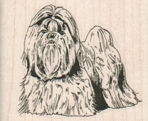 ShihTzu/Lhasa Apso 2 1/2 x 2-0